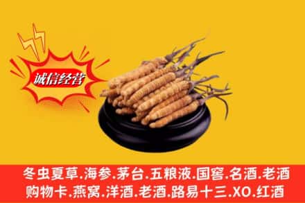 临夏州康乐名酒回收冬虫夏草.jpg